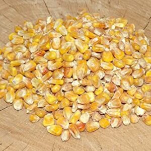 25 kg gelber Mais auf rustikaler Holzoberfläche, ideal für Tierernährung und kulinarische Anwendungen.