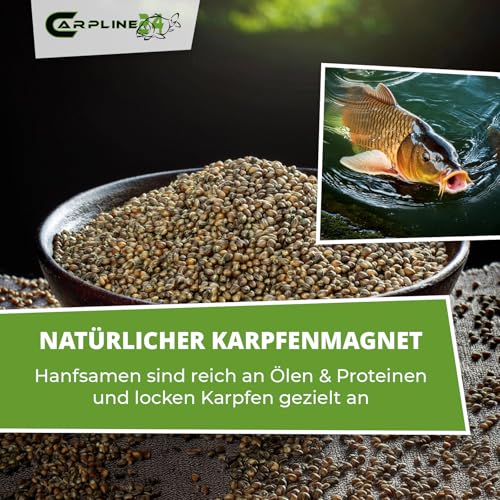 Schüssel mit hochwertigen Hanfsamen für optimalen Anfüttern beim Karpfenangeln, umgeben von einem Karpfen im Wasser, mit Fokus auf natürliche Lockstoffe.