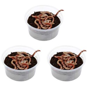 Drei Dosen mit proinsects Dendrobena, Angelwürmern in verschiedenen Größen, auf weißem Hintergrund