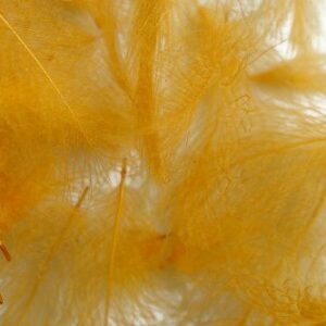CDC (Cul de Canard) Federn von Pechetruite - SCHWEFEL/Sulphur ORANGE für Fliegenbinden, Rund 120 Federn in einem Gramm Gewicht