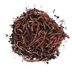 Lebende Dendrobena-Würmer, idealer Angelköder für Forelle und andere Weißfische