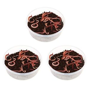 Drei Dosen mit je 35-45 Rotwürmern zum Füttern von Angel- oder Regenwurmareien