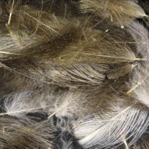 Pechetruite 1g - CDC (Cul de Canard) Federn in Natural Light Grey für Fliegenbinden, hochwertige Federn mit Naturlichkeit und Anmut
