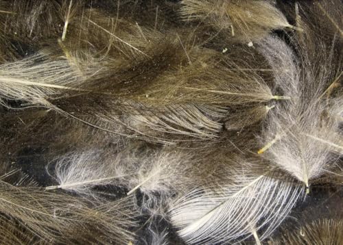 Pechetruite 1g - CDC (Cul de Canard) Federn in Natural Light Grey für Fliegenbinden, hochwertige Federn mit Naturlichkeit und Anmut
